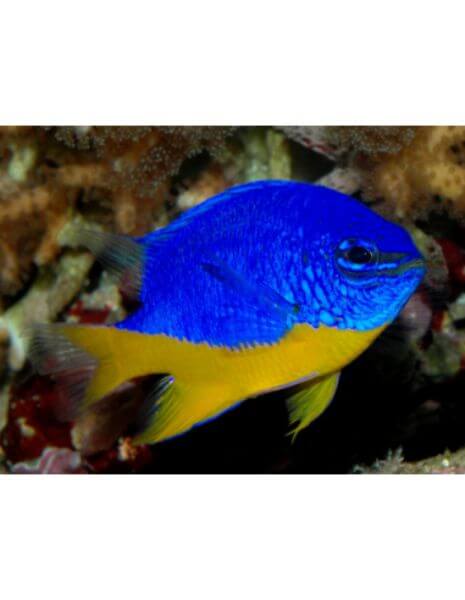 Yellowtail Blue Damsel (Chrysiptera...
