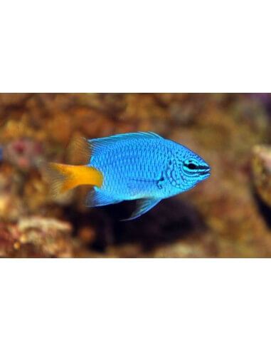 Yellow-Tail Damselfish (Chrysiptera...