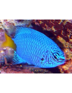 Yellow-Tail Damselfish... 2