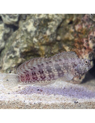 Algae Blenny (Salarias Fasciatus)