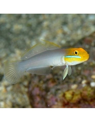 Blue Band Goby (Valenciennea Strigata)