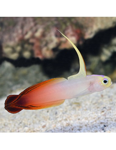 Fire Fish (Nemateleotris Magnifica)