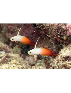 Fire Fish (Nemateleotris... 2