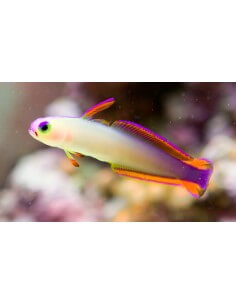 Flame Goby purple Firefish...