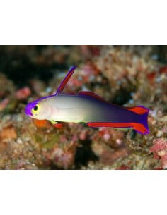 Flame Goby purple Firefish... 2
