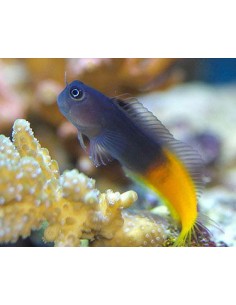 Flametail Blenny (Ecsenius...