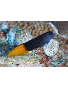 Flametail Blenny (Ecsenius... 2