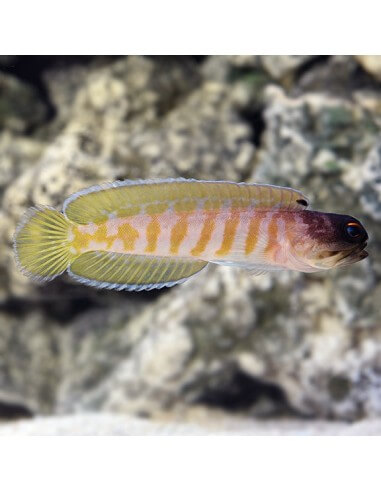 Goldpecs Jawfish  (Opistognathus...