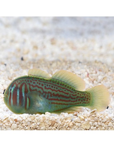 Green Clown Goby (Gobiodon Atrangulatus)