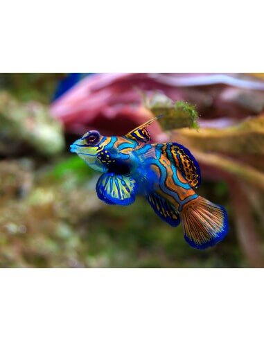Mandarin Green (Synchiropus Splendidus)