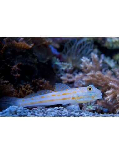 Orange Spot Goby (Valenciennea...