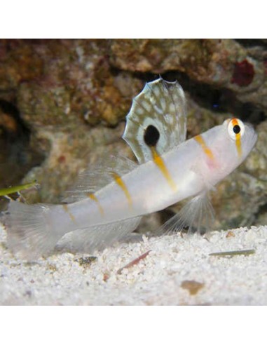 Randall'S Shrimp Goby (Amblyeleotris...