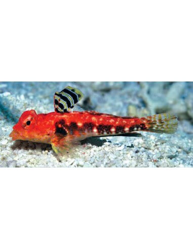 Ruby Red Dragonet (Synchiropus...