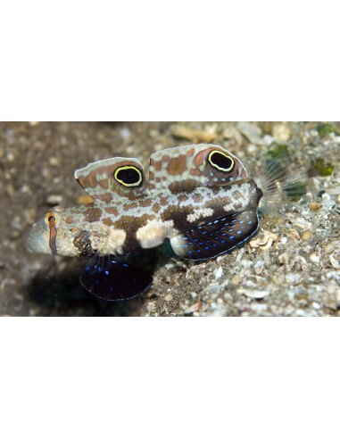 Signal Goby (Signigobius Biocellatus)