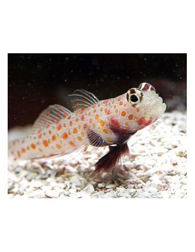 Spoted Goby (Amblyeleotris Guttata)