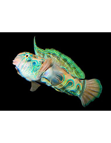 Spotted Mandarin (Synchiropus...