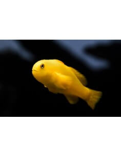 Yellow Clown Goby (Gobiodon...