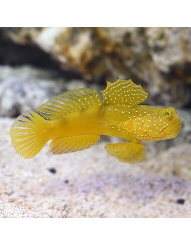 Yellow Prawn Goby (Cryptocentrus...