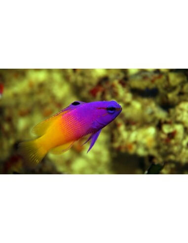 Fairy Basslet (Gramma Loreto)