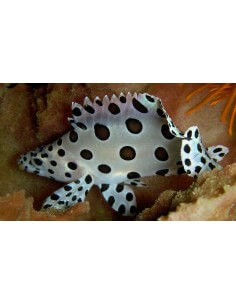 Panther Grouper... 2