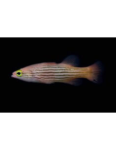 Pinstriped Basslet...