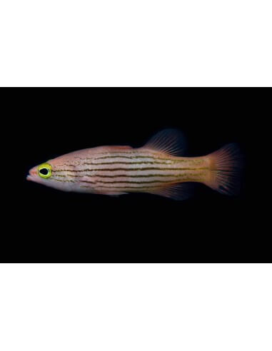 Pinstriped Basslet (Liopropoma Susumi)