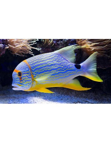 Sail-Fin Snapper (Symphorichthys...