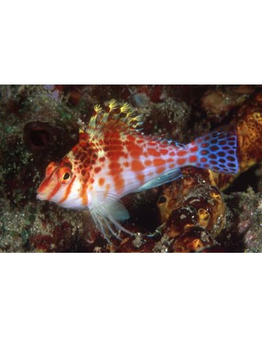 Spotted Hawkfish (Cirrhitichthys Falco)