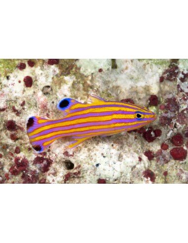 Swiss Guard Basslet (Liopropoma Swalesi)