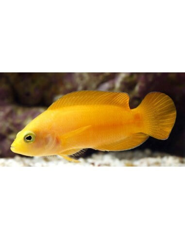 Yellow Dottyback (Pseudochromis Fuscus)