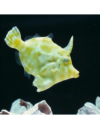 Unicorn Filefish (Acreichthys...
