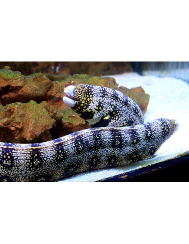 Snow-Flake Moray (Echidna Nebulosa)