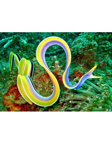 Black Ribbon Eel (Rhinomuraena Quaesita)