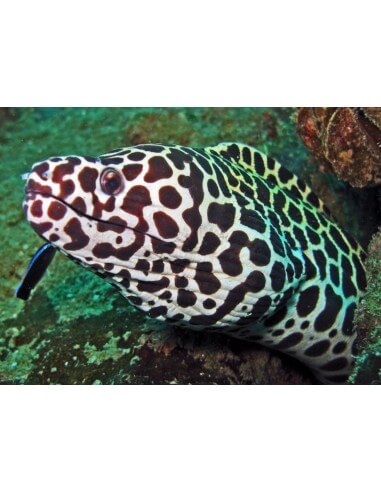 Assorted Moray Eel (Gymnothorax...