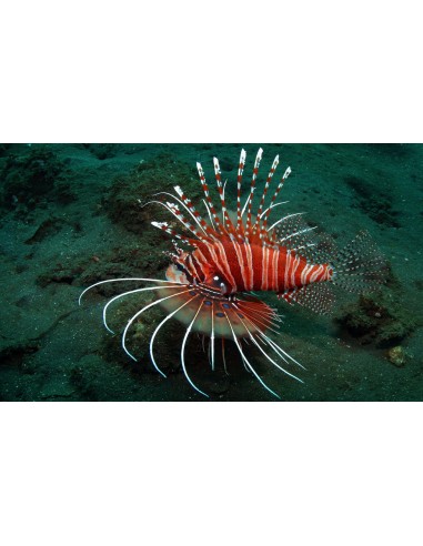 Spot Fin Lionfish  (Pterois Antennata)
