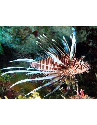 Red Volitans Lionfish (Pterois Volitans)