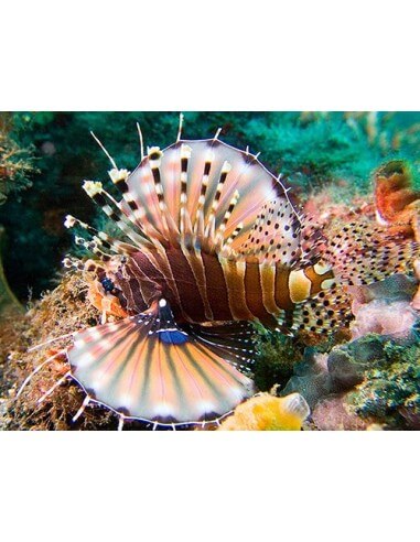 Dwarf Lion (Dendrochirus Zebra)