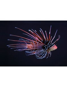Clear Fin Lionfish (Pterois...