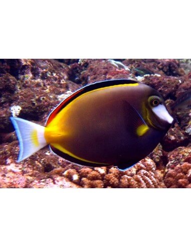 Powder-Brown Surgeonfish (Acanthurus...