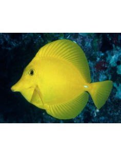 Hawaiian Yellow Tang...