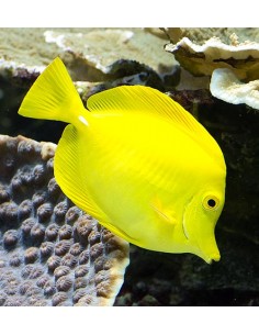 Hawaiian Yellow Tang... 2