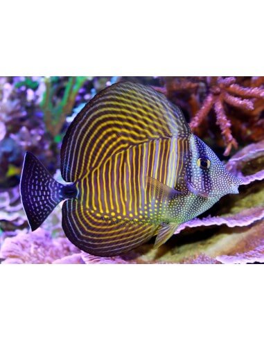 Desjardin'S Sailfin Tang (Zebrasoma...