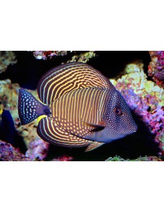 Desjardin'S Sailfin Tang... 2