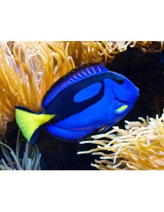 Blue Surgeonfish...