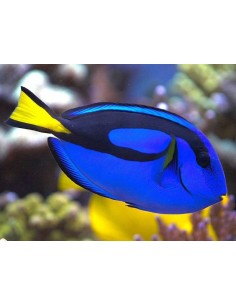 Blue Surgeonfish... 2