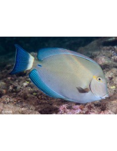 White Tailring Surgeon...