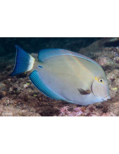 White Tailring Surgeon (Acanthurus...
