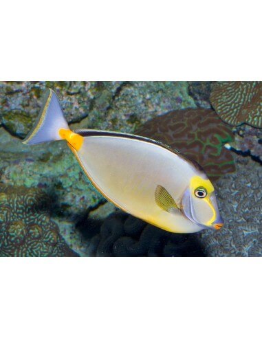 Sumatra Naso Tang  (Naso Lituratus)