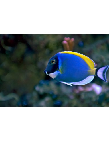 Powder Blue Tang (Acanthurus...