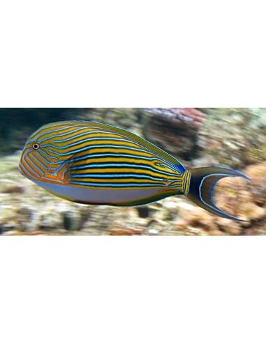 Clown Tang    (Acanthurus Lineatus)